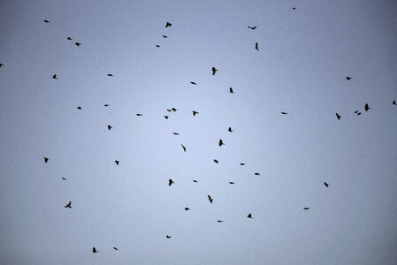 Flock of red-wing blackbirds photo