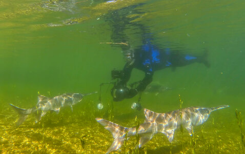 Diver photographing a pair of paddlefish