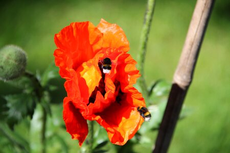 Bloom poppy bumblebees