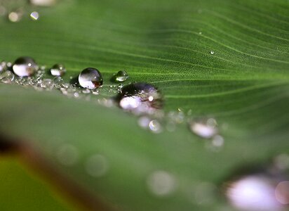 Rain drops nature after the rain photo