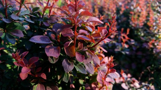 Nature spring plant