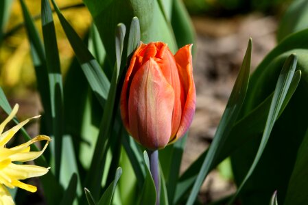 Tulip orange blossom
