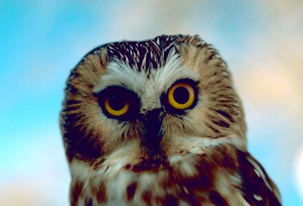Bird  