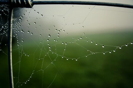 Cobweb web dew
