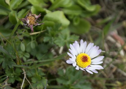 Aster Astereae beautiful flowers biology