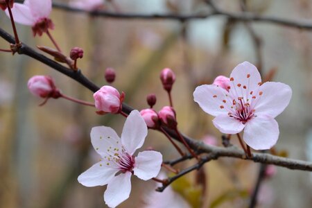 Spring flower tree photo