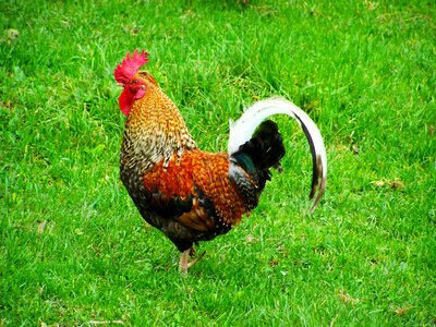 Cock fancy poultry combs photo