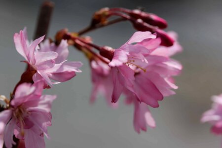 Almond beautiful flowers bloom photo