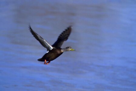 American black black duck