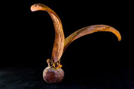 Seed ball wing tectona grandis