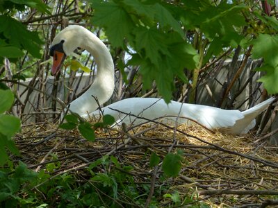 Nest swan's nest animal
