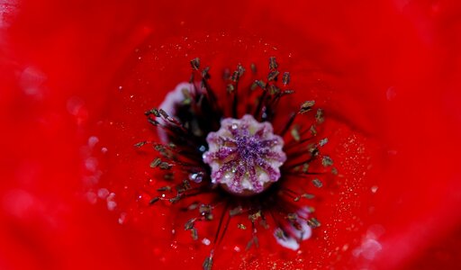 Macro red blossom
