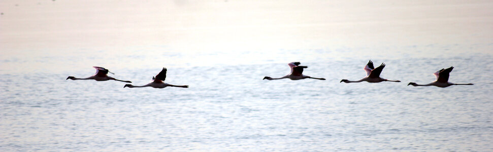 Flamingoes Flying