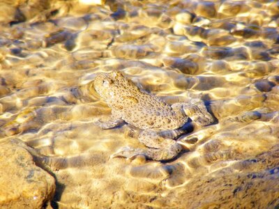 Amphibian animal water photo