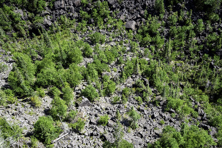 Shrubs and Small Trees on Ouimet Canyon Floor, Ontario, Canada photo
