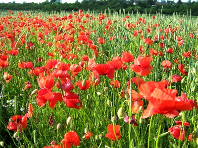 Poppy flowers field