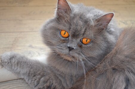British british longhair cat domestic cat