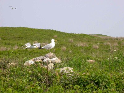 Account bird ring