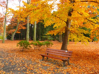 Bench leaf tree