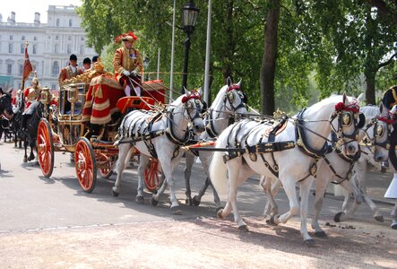 Uniform carriage horses