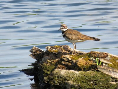 Nature wildlife shorebird
