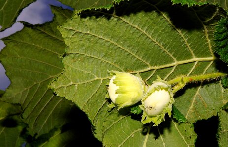 Hazelnuts immature white
