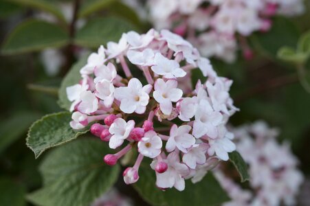 Bloom bush white