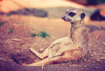 Desert nature zoo photo