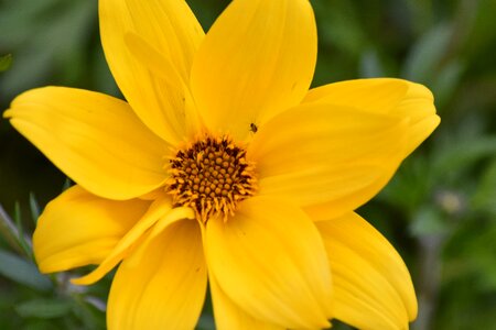 Insect pistil yellow photo