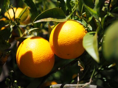 Citrus fruits tree leaves