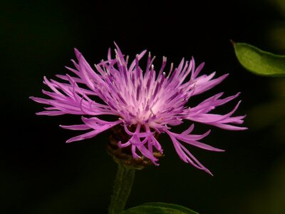 Knapweed flower blossom photo