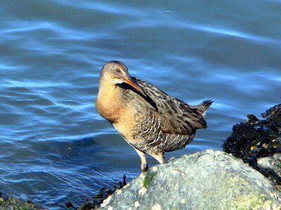 Bird clapper rail photo