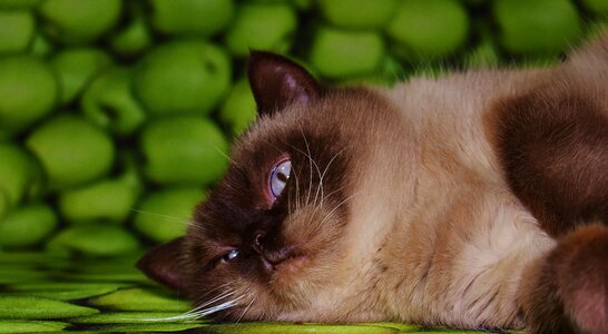 Animal animals cat