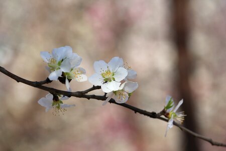 Peach blossom peach embankment tianjin hongqiao