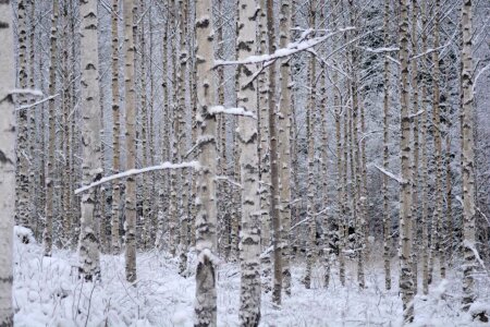 Aspen Trees birch cold photo