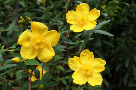 Flower herb medicinal