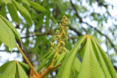 Plant tree flora