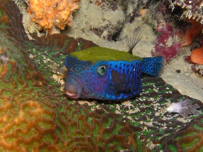 Underwater red sea eritrea photo
