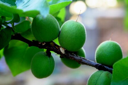 Swollen round branch