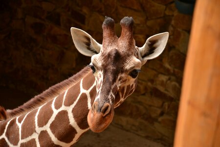 Zoo animals africa