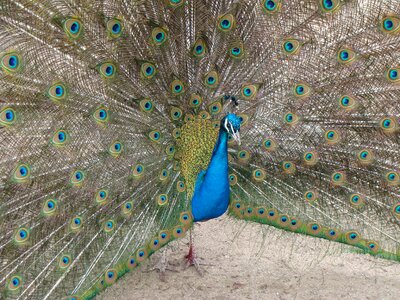 Peafowl fantail tail