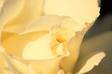 Beautiful beautiful flowers biology