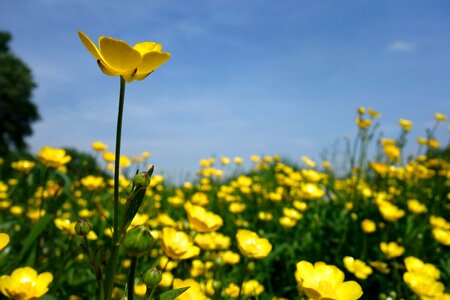 Yellow sharp buttercup ranunculus acris