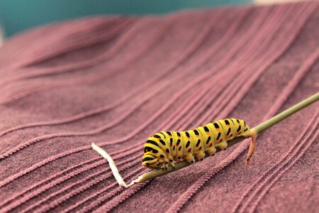 Insect stage swallowtail