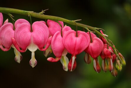 Perennial heart shaped spring flowers