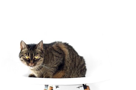 Cat chair domestic cat