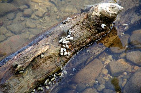 Landscape nature river