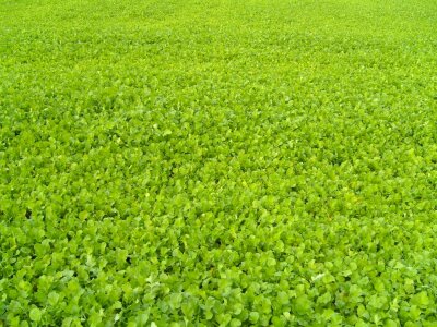Crops greenery 
