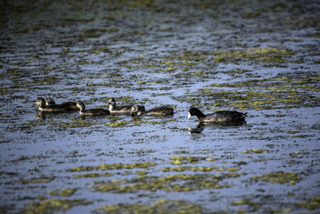 Family of Loons swimming in the Swamp