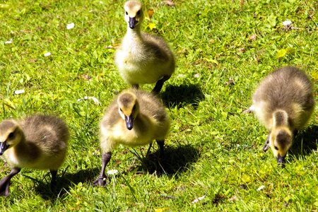 Animals aquatic bird bird family photo